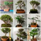 La imagen 3 de la Empresa VIVERO JUAN BONSAI Viveros en Envigado ANT