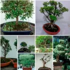 La imagen 4 de la Empresa VIVERO JUAN BONSAI Viveros en Envigado ANT