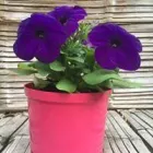 La imagen 1 de la Empresa VIVERO RAÍCES Viveros en Pereira RIS