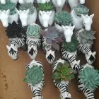 La imagen 3 de la Empresa VIVERO RAÍCES Viveros en Pereira RIS