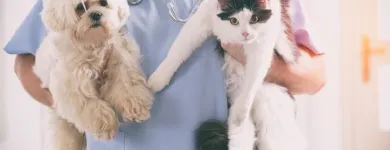La imagen 3 de la Empresa A DOMICILIO VETERINARIOS Veterinario en Medellín ANT