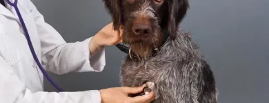La imagen 4 de la Empresa A DOMICILIO VETERINARIOS Veterinario en Medellín ANT