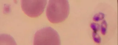 La imagen 3 de la Empresa ANALIZAR VETERINARIO Veterinario en Cúcuta NSA