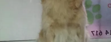 La imagen 5 de la Empresa ANIMALEJOS Veterinario en Medellín ANT
