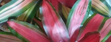 La imagen 1 de la Empresa ARTESANÍAS & VIVERO Viveros en Ibagué TOL