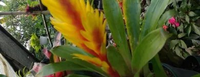 La imagen 3 de la Empresa ARTESANÍAS & VIVERO Viveros en Ibagué TOL