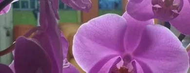 La imagen 5 de la Empresa ARTESANÍAS & VIVERO Viveros en Ibagué TOL