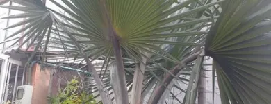 La imagen 9 de la Empresa ARTESANÍAS & VIVERO Viveros en Ibagué TOL