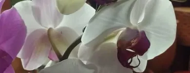 La imagen 13 de la Empresa ARTESANÍAS & VIVERO Viveros en Ibagué TOL