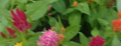 La imagen 14 de la Empresa ARTESANÍAS & VIVERO Viveros en Ibagué TOL