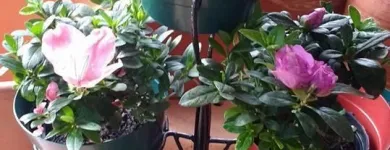 La imagen 15 de la Empresa ARTESANÍAS & VIVERO Viveros en Ibagué TOL