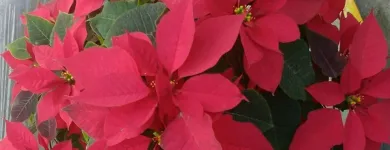 La imagen 17 de la Empresa ARTESANÍAS & VIVERO Viveros en Ibagué TOL