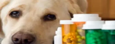 La imagen 1 de la Empresa CENTRO TECNICO VETERINARIO EL CORCEL Peluquería de mascotas en Cali VAC