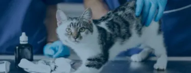La imagen 2 de la Empresa CENTRO TECNICO VETERINARIO EL CORCEL Peluquería de mascotas en Cali VAC