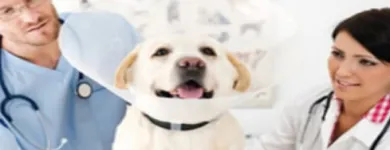 La imagen 3 de la Empresa CENTRO TECNICO VETERINARIO EL CORCEL Peluquería de mascotas en Cali VAC