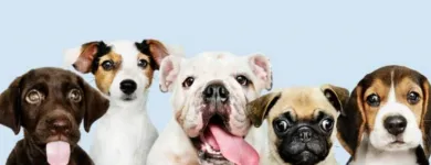 La imagen 5 de la Empresa CENTRO TECNICO VETERINARIO EL CORCEL Peluquería de mascotas en Cali VAC