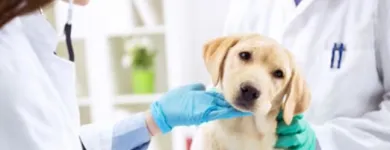 La imagen 5 de la Empresa CLÍNICA VETERINARIA CRITICAL CARE Veterinario en Bucaramanga SAN