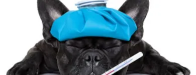 La imagen 4 de la Empresa CLÍNICA VETERINARIA DITAIRES Veterinario en Medellín ANT