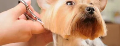 La imagen 5 de la Empresa CLÍNICA VETERINARIA DITAIRES Veterinario en Medellín ANT
