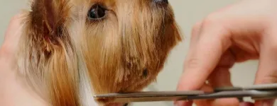 La imagen 2 de la Empresa CLÍNIICA VETERINARIA SANAVET Veterinario en Medellín ANT