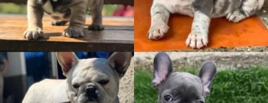 La imagen 2 de la Empresa CRIADERO TU MASCOTA Tienda para mascotas en Medellín ANT