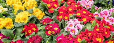 La imagen 1 de la Empresa DISEÑO DE JARDINES Y RIEGOS JM Viveros en Cali VAC