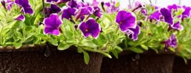 La imagen 2 de la Empresa DISEÑO DE JARDINES Y RIEGOS JM Viveros en Cali VAC