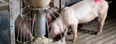 La imagen 2 de la Empresa EL ESTABLO ALMACÉN AGROPECUARIO Veterinario en Bucaramanga SAN
