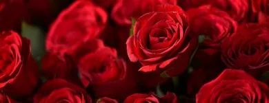 La imagen 4 de la Empresa FLORISTERÍA LA VIOLETA Tienda de novias en Popayán CAU