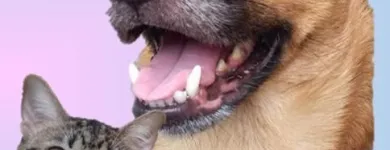 La imagen 1 de la Empresa FRIEND YOU PET Veterinario en Pereira RIS