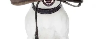 La imagen 4 de la Empresa FRIEND YOU PET Veterinario en Pereira RIS