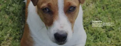 La imagen 2 de la Empresa FUNERALES DEL VALLE Tienda para mascotas en Cali VAC