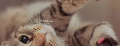 La imagen 4 de la Empresa FUNERALES DEL VALLE Tienda para mascotas en Cali VAC