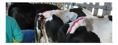 La imagen 2 de la Empresa GENÉTICA SELECTA Servicios agrícolas en Medellín ANT