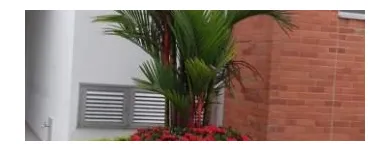 La imagen 3 de la Empresa JARDINERÍA PARAÍSOS Viveros en Cali VAC