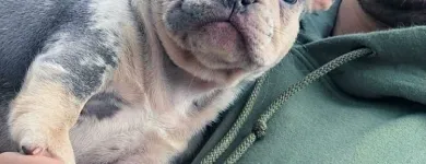 La imagen 4 de la Empresa LA FRANCIA EXOTIC BULLS Tienda para mascotas en Medellín ANT