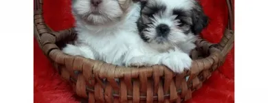 La imagen 1 de la Empresa MUNDO CACHORROS TIENDA DE MASCOTAS Veterinario en Medellín ANT