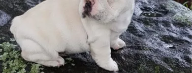 La imagen 2 de la Empresa MUNDO CACHORROS TIENDA DE MASCOTAS Veterinario en Medellín ANT