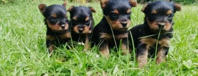 La imagen 3 de la Empresa MUNDO CACHORROS TIENDA DE MASCOTAS Veterinario en Medellín ANT