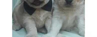 La imagen 4 de la Empresa MUNDO CACHORROS TIENDA DE MASCOTAS Veterinario en Medellín ANT