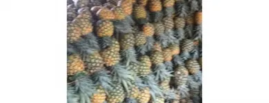 La imagen 1 de la Empresa PIÑAS SONDRA Tienda de alimentos naturales en Bogotá CUN