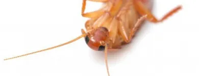 La imagen 4 de la Empresa SINPLAGAX Servicio de control de plagas en Bogotá CUN