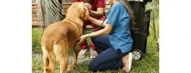 La imagen 5 de la Empresa VETERINARIA CORAZÓN DEL EJE Veterinario en Pereira RIS