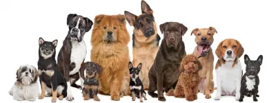 La imagen 1 de la Empresa VETMERMÉDICA Servicio de veterinaria de emergencia en Bogotá CUN