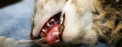 La imagen 2 de la Empresa VETMERMÉDICA Servicio de veterinaria de emergencia en Bogotá CUN