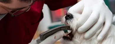 La imagen 4 de la Empresa VETMERMÉDICA Servicio de veterinaria de emergencia en Bogotá CUN