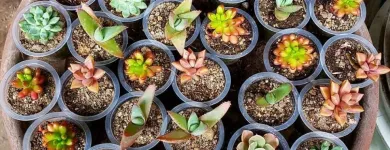 La imagen 4 de la Empresa VIVERO FLORECER Viveros en Medellín ANT