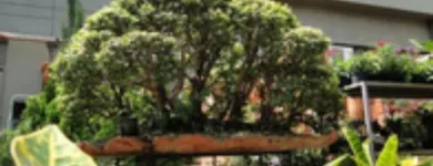 La imagen 5 de la Empresa VIVERO LA PALMA Viveros en Medellín ANT