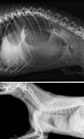 La imagen 1 de la Empresa CLÍNIICA VETERINARIA SANAVET