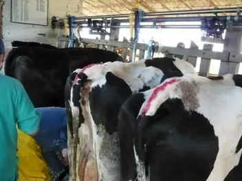 La imagen 2 de la Empresa GENÉTICA SELECTA